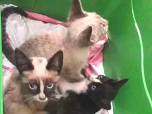 Gato raça Srd idade Abaixo de 2 meses nome Sem nome