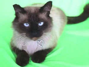 Gato raça SRD idade 2 anos nome Nego