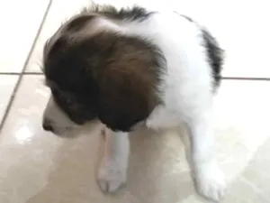 Cachorro raça Poodles com boder collie  idade 2 a 6 meses nome Sem nomes filhotes
