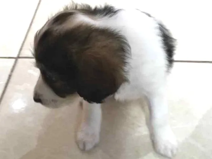 Cachorro ra a Poodles com boder collie  idade 2 a 6 meses nome Sem nomes filhotes