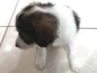 Cachorro raça Poodles com boder collie  idade 2 a 6 meses nome Sem nomes filhotes