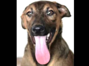 Cachorro raça  idade 2 a 6 meses nome Max Filhote