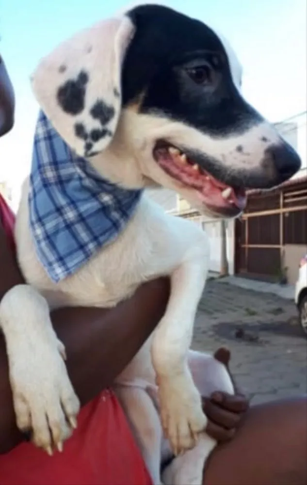 Cachorro ra a SRD idade 2 a 6 meses nome Pirata 