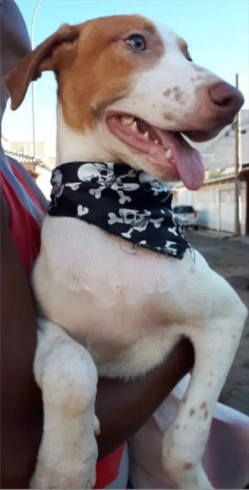 Cachorro ra a SRD idade 2 a 6 meses nome Billy 