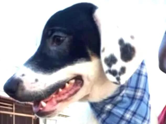 Cachorro ra a SRD idade 2 a 6 meses nome Pirata 