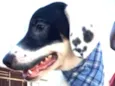 Pirata