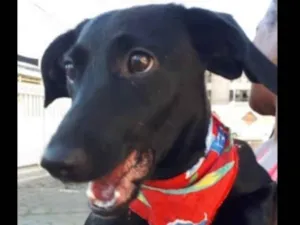Cachorro raça SRD idade 2 a 6 meses nome Pérola 