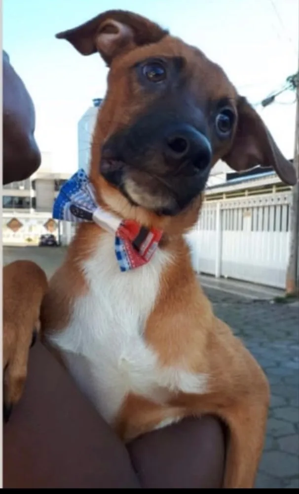 Cachorro ra a SRD idade 2 a 6 meses nome Argos 