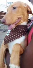 Penélope 