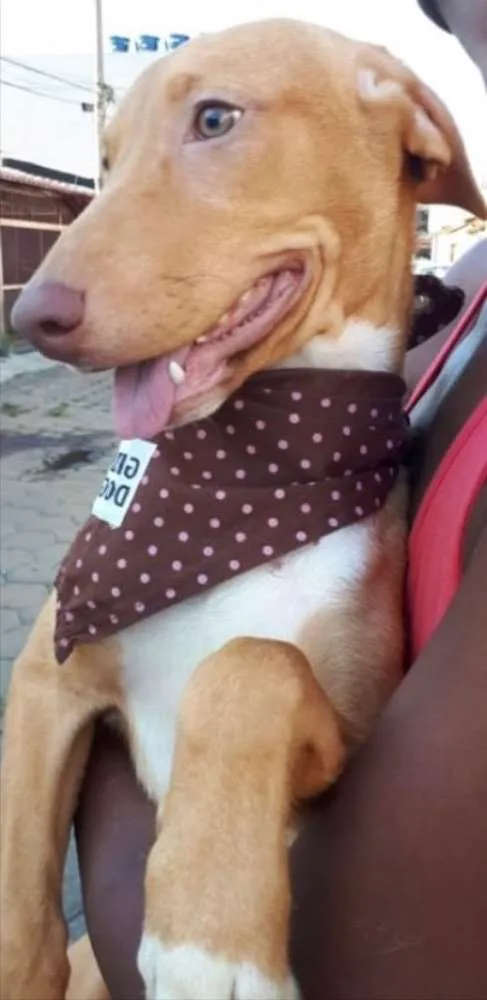 Cachorro ra a SRD idade 2 a 6 meses nome Penélope 
