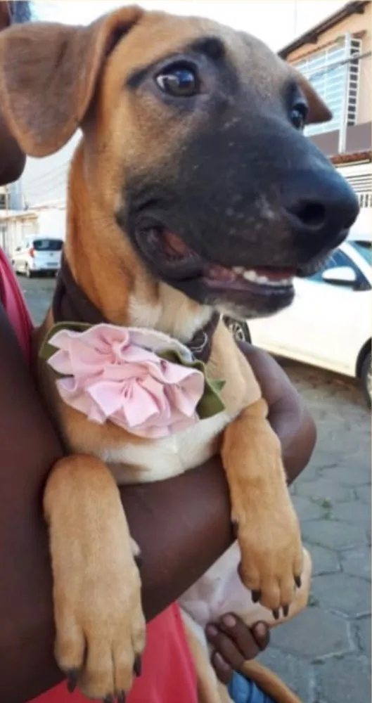 Cachorro ra a SRD idade 2 a 6 meses nome Gaia 