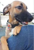 Diva 