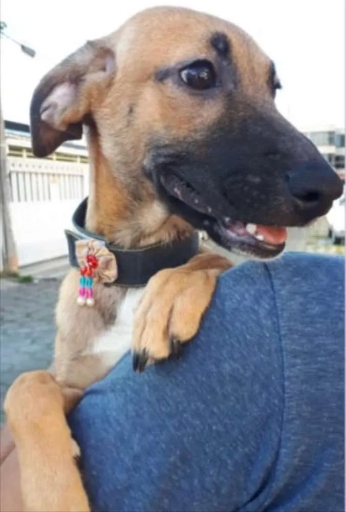 Cachorro ra a SRD idade 2 a 6 meses nome Diva 