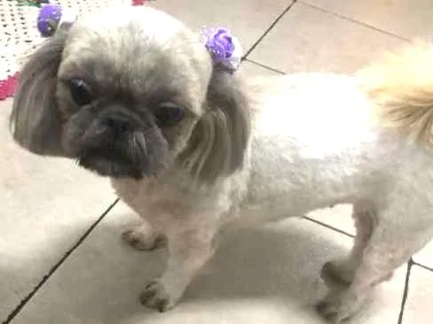 Cachorro ra a Shih Tzu idade 3 anos nome Nina