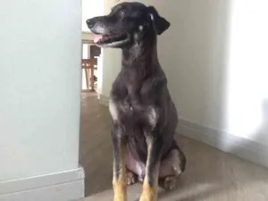Cachorro raça Vira lata idade 6 ou mais anos nome Zion