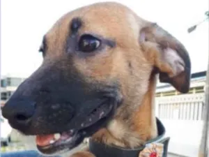 Cachorro raça SRD idade 2 a 6 meses nome Diva 