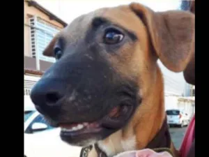 Cachorro raça SRD idade 2 a 6 meses nome Gaia 