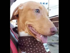 Cachorro raça SRD idade 2 a 6 meses nome Penélope 