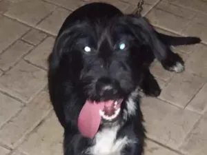 Cachorro raça Mestiça Airelade idade 2 a 6 meses nome Sissi