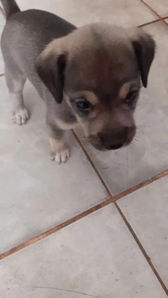 Cachorro ra a Labrador  idade 2 a 6 meses nome Ainda não tem