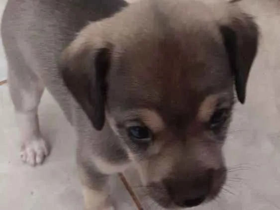 Cachorro ra a Labrador  idade 2 a 6 meses nome Ainda não tem