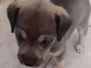 Cachorro raça Labrador  idade 2 a 6 meses nome Ainda não tem