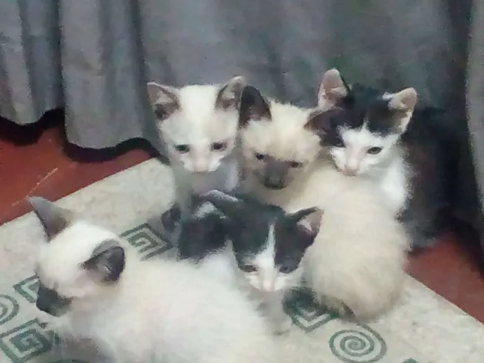Gato ra a  idade 2 a 6 meses nome Não tem nome