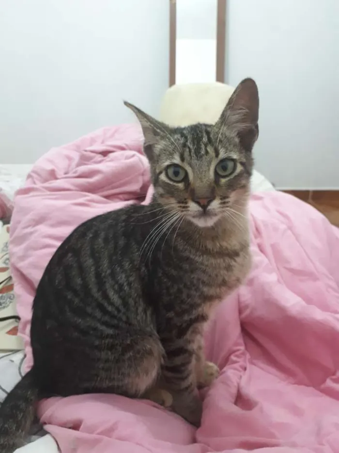 Gato ra a Srd idade 2 a 6 meses nome Sem nome