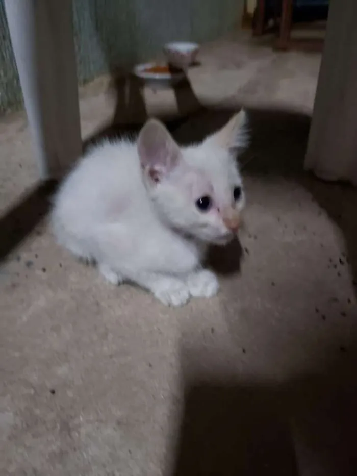 Gato raça Sem raça definida idade 2 a 6 meses nome Sem nome