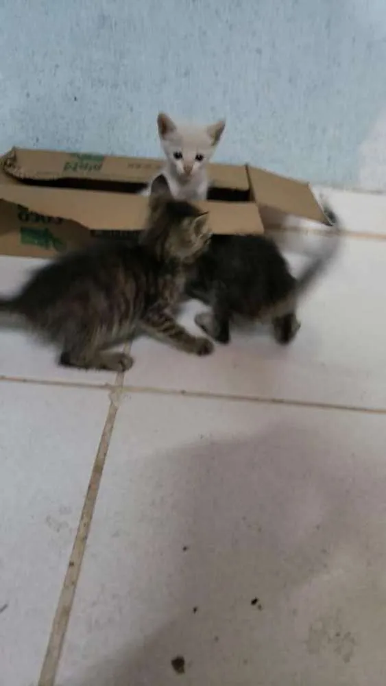 Gato raça Sem raça definida idade 2 a 6 meses nome Sem nome