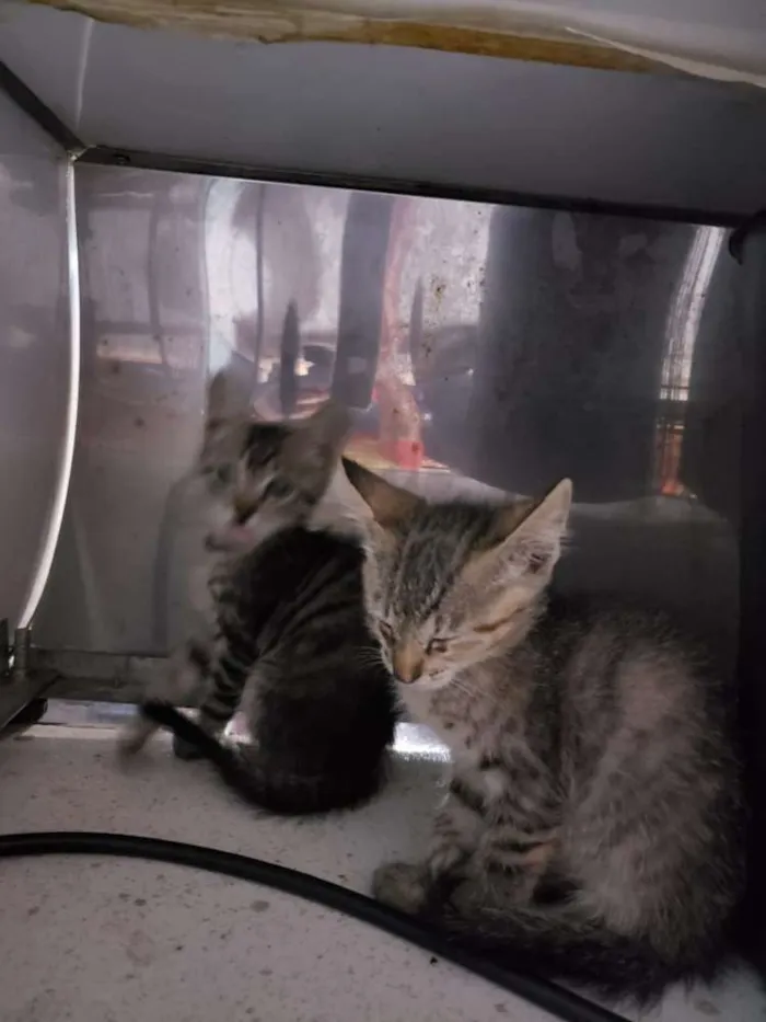 Gato raça Sem raça definida idade 2 a 6 meses nome Sem nome