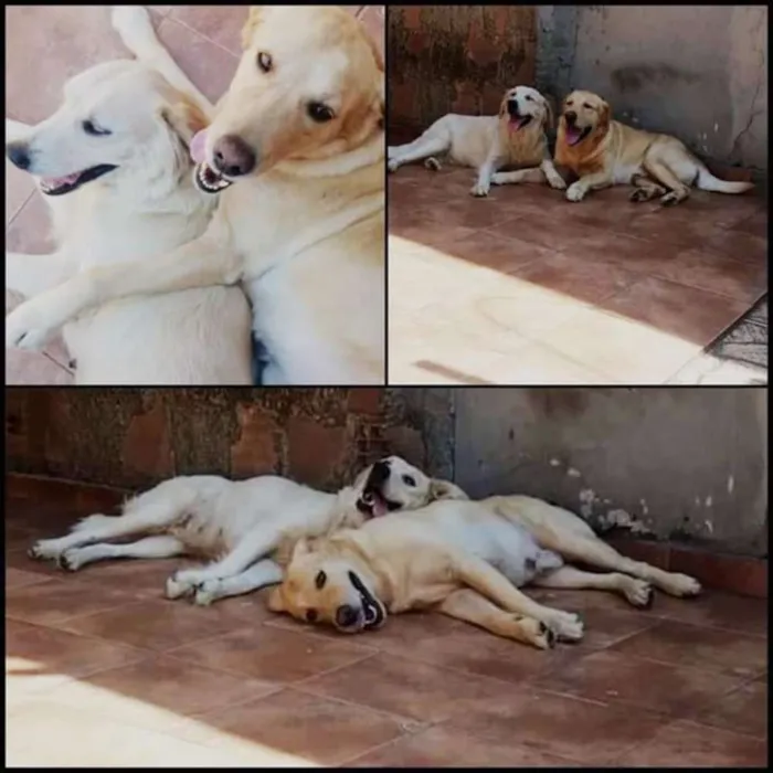 Cachorro ra a Labrador idade 6 ou mais anos nome Max