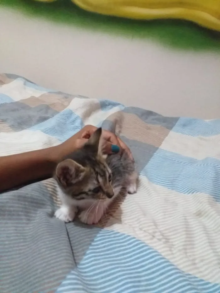 Gato ra a SR idade Abaixo de 2 meses nome Sem nome