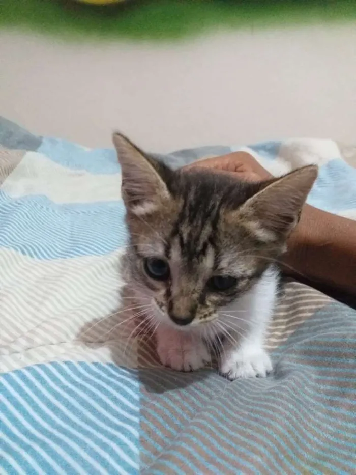 Gato ra a SR idade Abaixo de 2 meses nome Sem nome