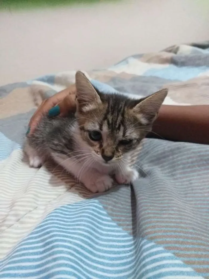 Gato ra a SR idade Abaixo de 2 meses nome Sem nome
