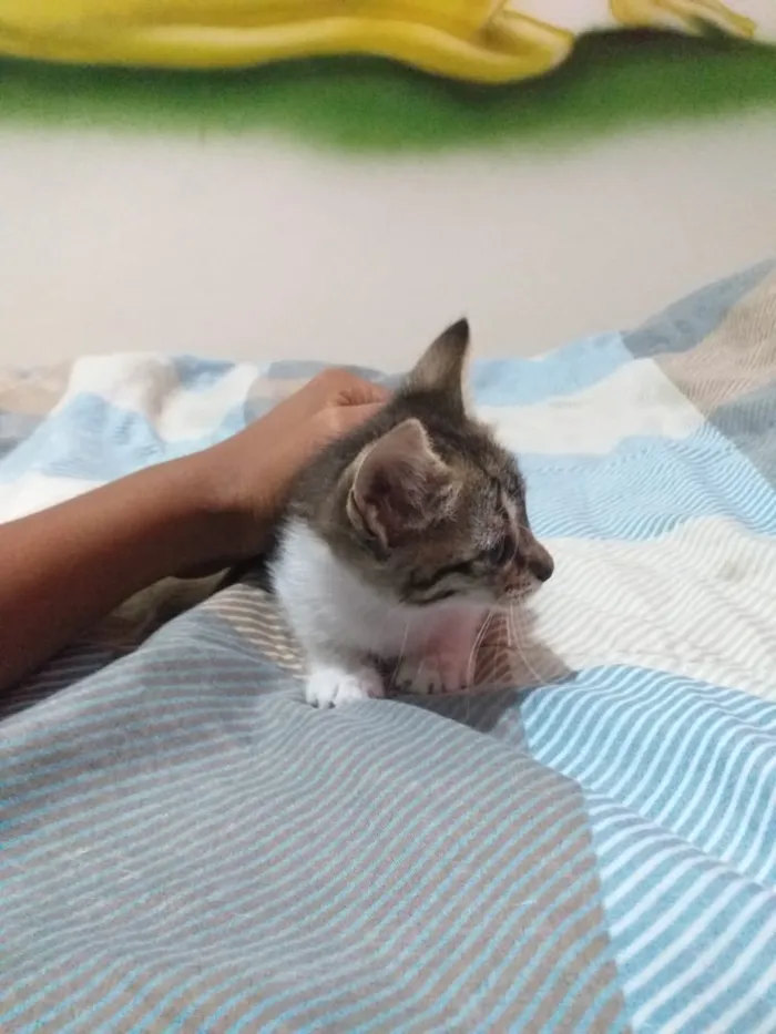 Gato ra a SR idade Abaixo de 2 meses nome Sem nome