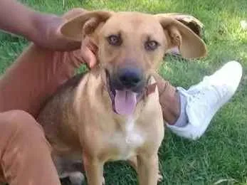 Cachorro ra a Sem raça definida  idade 7 a 11 meses nome Heros