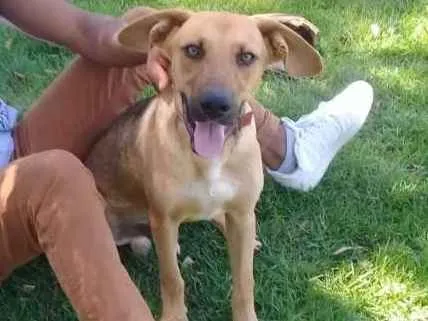 Cachorro ra a Sem raça definida idade 7 a 11 meses nome Heros