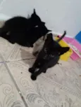 Não tem