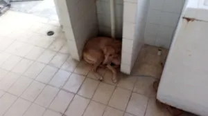 Cachorro raça Vira idade 6 ou mais anos nome Pita