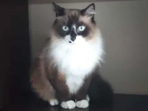 Gato raça  idade 6 ou mais anos nome Bonnie