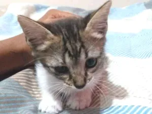 Gato raça SR idade Abaixo de 2 meses nome Sem nome