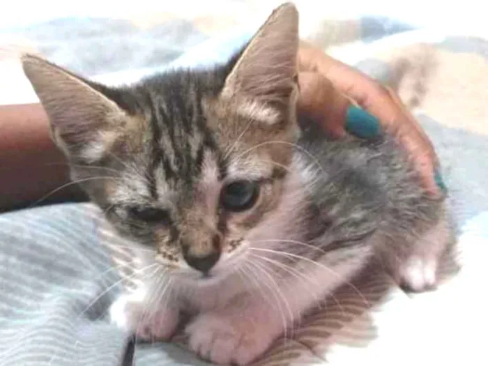 Gato ra a SR idade Abaixo de 2 meses nome Sem nome