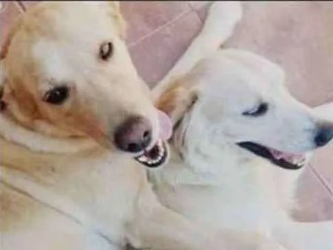 Cachorro ra a Labrador idade 6 ou mais anos nome Max