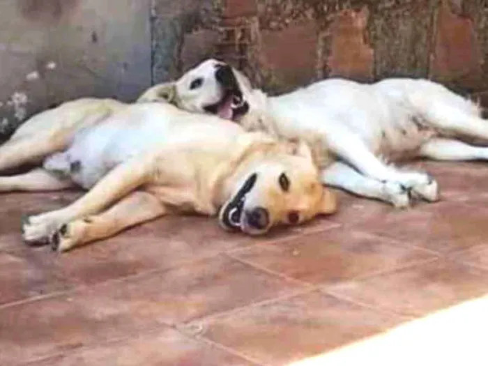 Cachorro ra a Labrador idade 6 ou mais anos nome Max