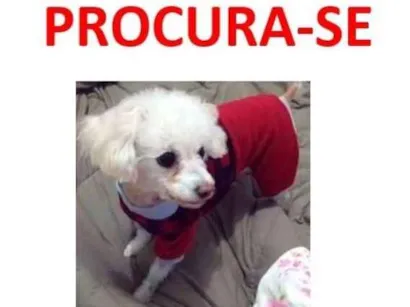 Cachorro raça Poodle Toy idade 6 ou mais anos nome Tutti