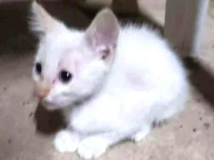 Gato raça Sem raça definida idade 2 a 6 meses nome Sem nome