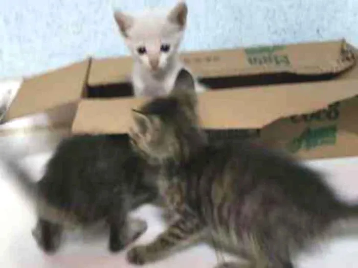 Gato raça Sem raça definida idade 2 a 6 meses nome Sem nome
