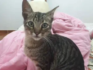 Gato raça Srd idade 2 a 6 meses nome Sem nome