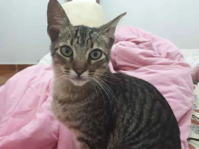 Gato ra a Srd idade 2 a 6 meses nome Sem nome